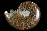 Polished, Agatized Ammonite (Cleoniceras) - Madagascar #97255-1